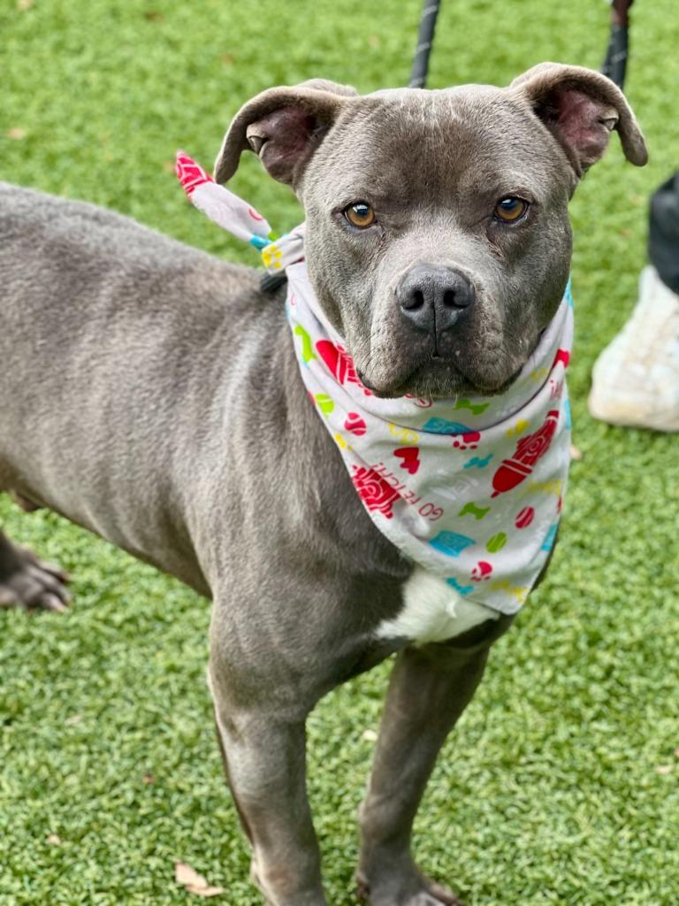 Enlarge Rex, a Adoptable Pit Bull Terrier in Hartsville, SC image 5/6