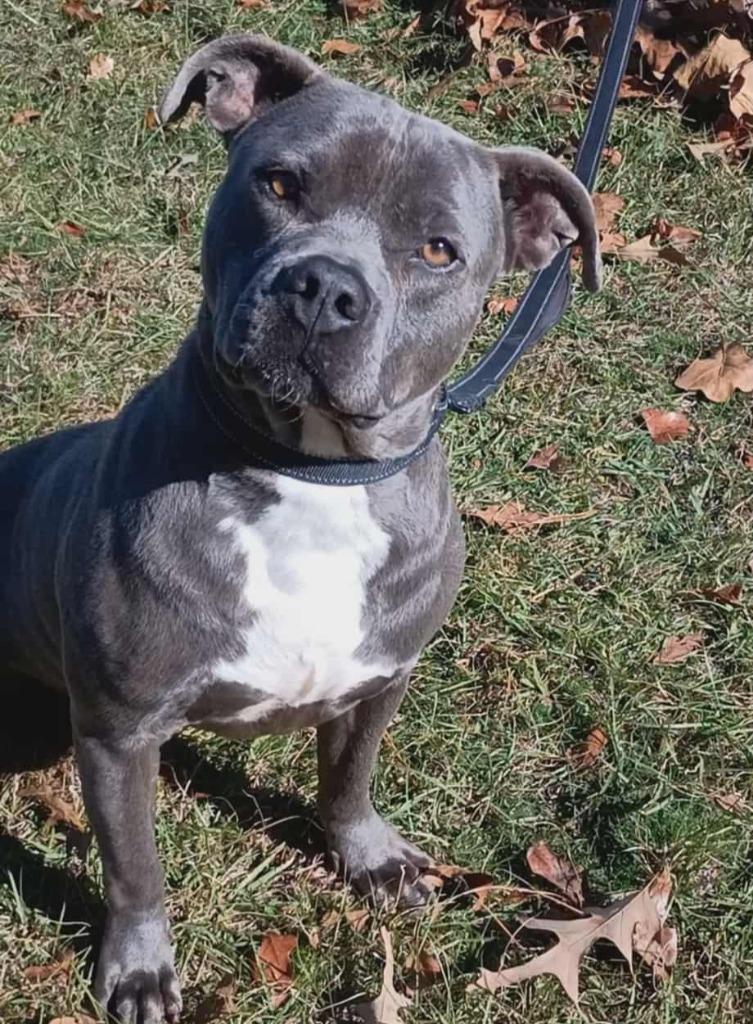 Enlarge Rex, a Adoptable Pit Bull Terrier in Hartsville, SC image 4/6