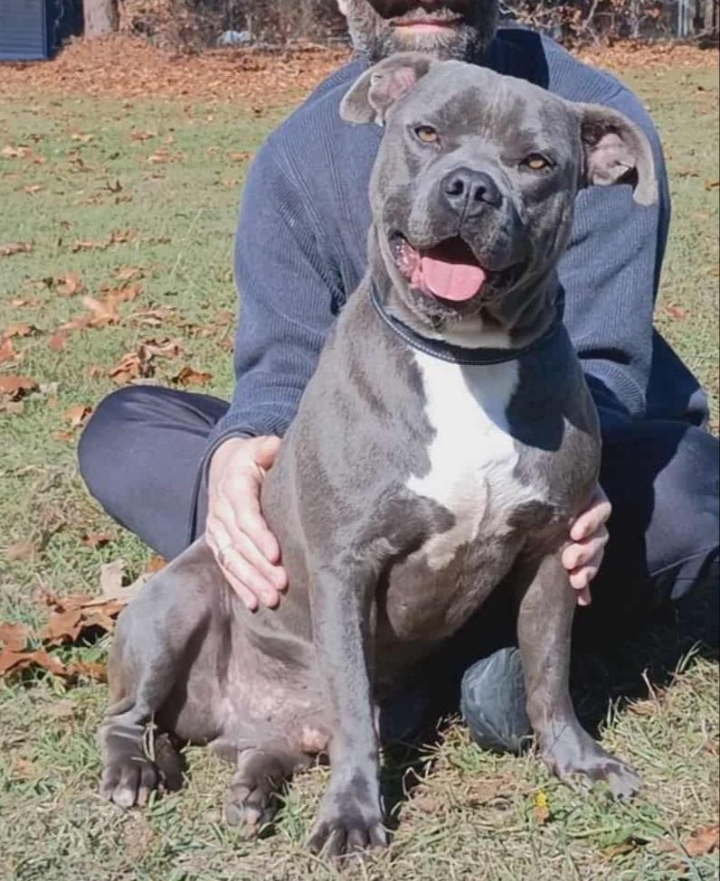 Enlarge Rex, a Adoptable Pit Bull Terrier in Hartsville, SC image 5/6