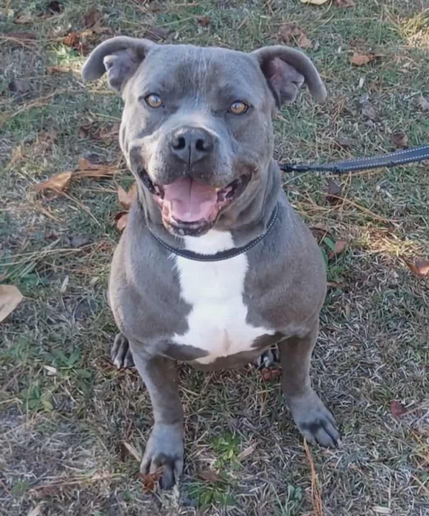 Enlarge Rex, a Adoptable Pit Bull Terrier in Hartsville, SC image 6/6