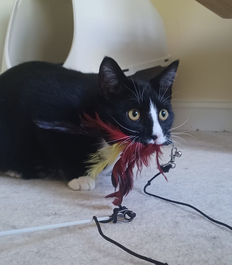 Saturn, Young Male American Shorthair