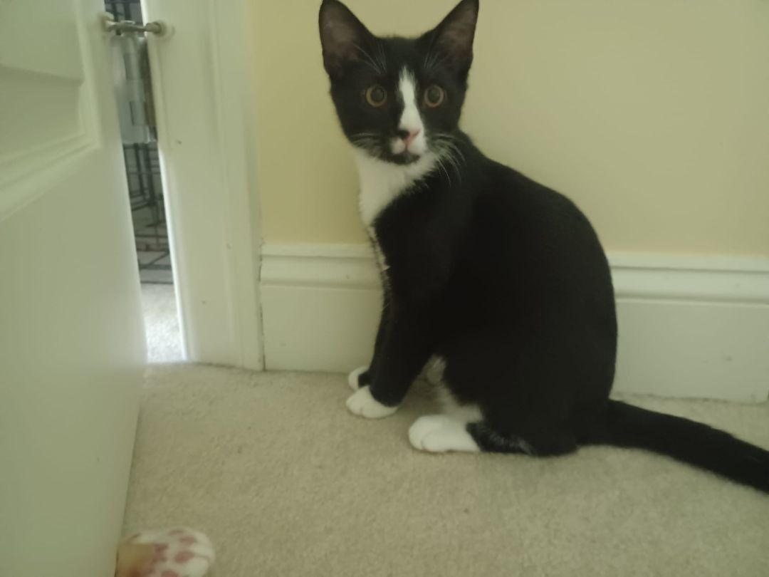 Enlarge Saturn, a Adopted mixed breed in Magnolia, DE image 2/4