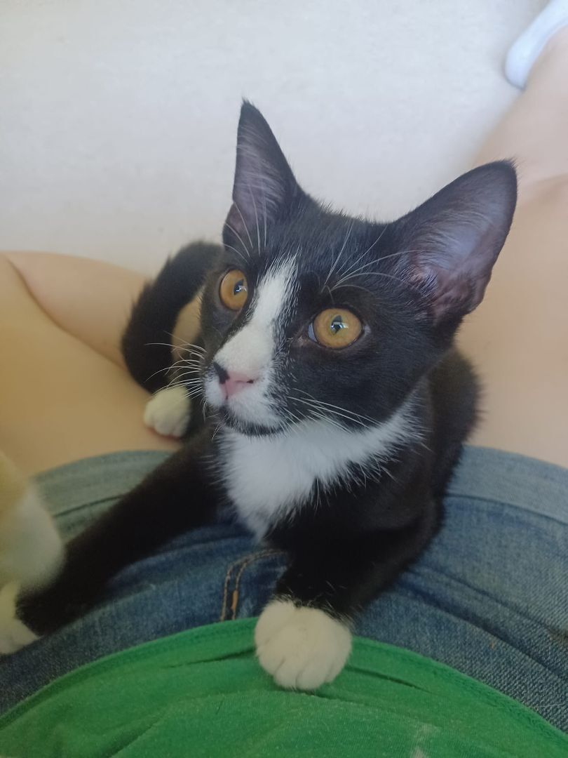 Enlarge Saturn, a Adopted mixed breed in Magnolia, DE image 3/4