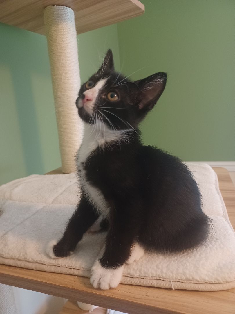 Enlarge Saturn, a Adopted mixed breed in Magnolia, DE image 4/4