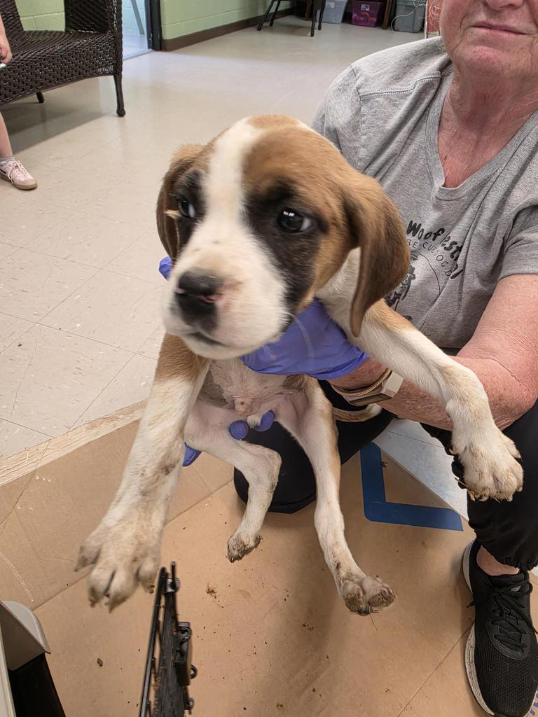 Enlarge Mufasa, a Adoptable mixed breed in Burnsville, NC image 1/2