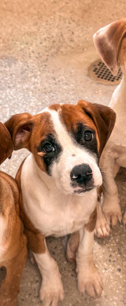 Enlarge Mufasa, a Adoptable mixed breed in Burnsville, NC image 2/2