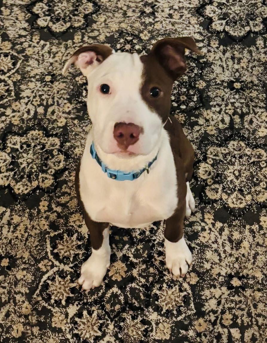 Coulter Pine — thumbnail 2