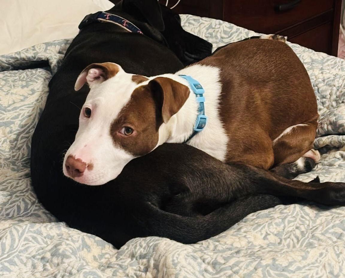 Coulter Pine — thumbnail 3