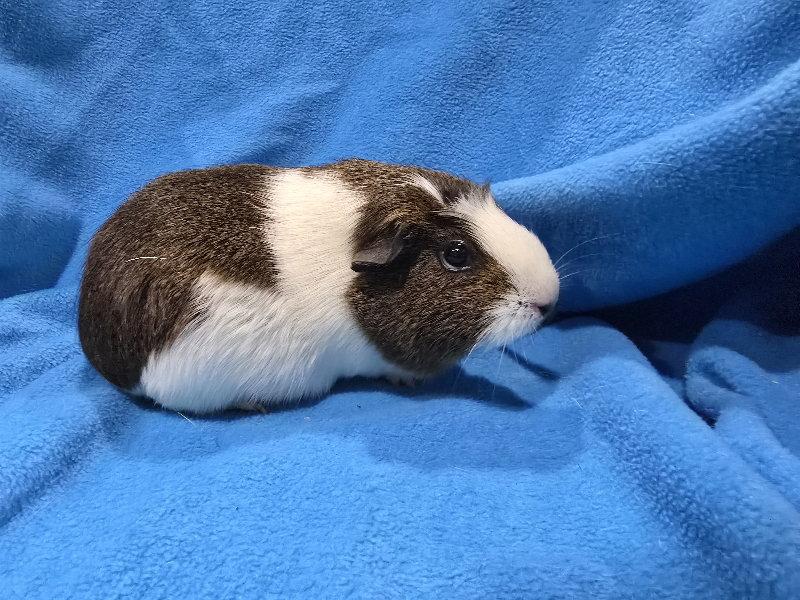 Pitka (sanctuary), a Adopted Guinea Pig in Baton Rouge, LA image 2/3