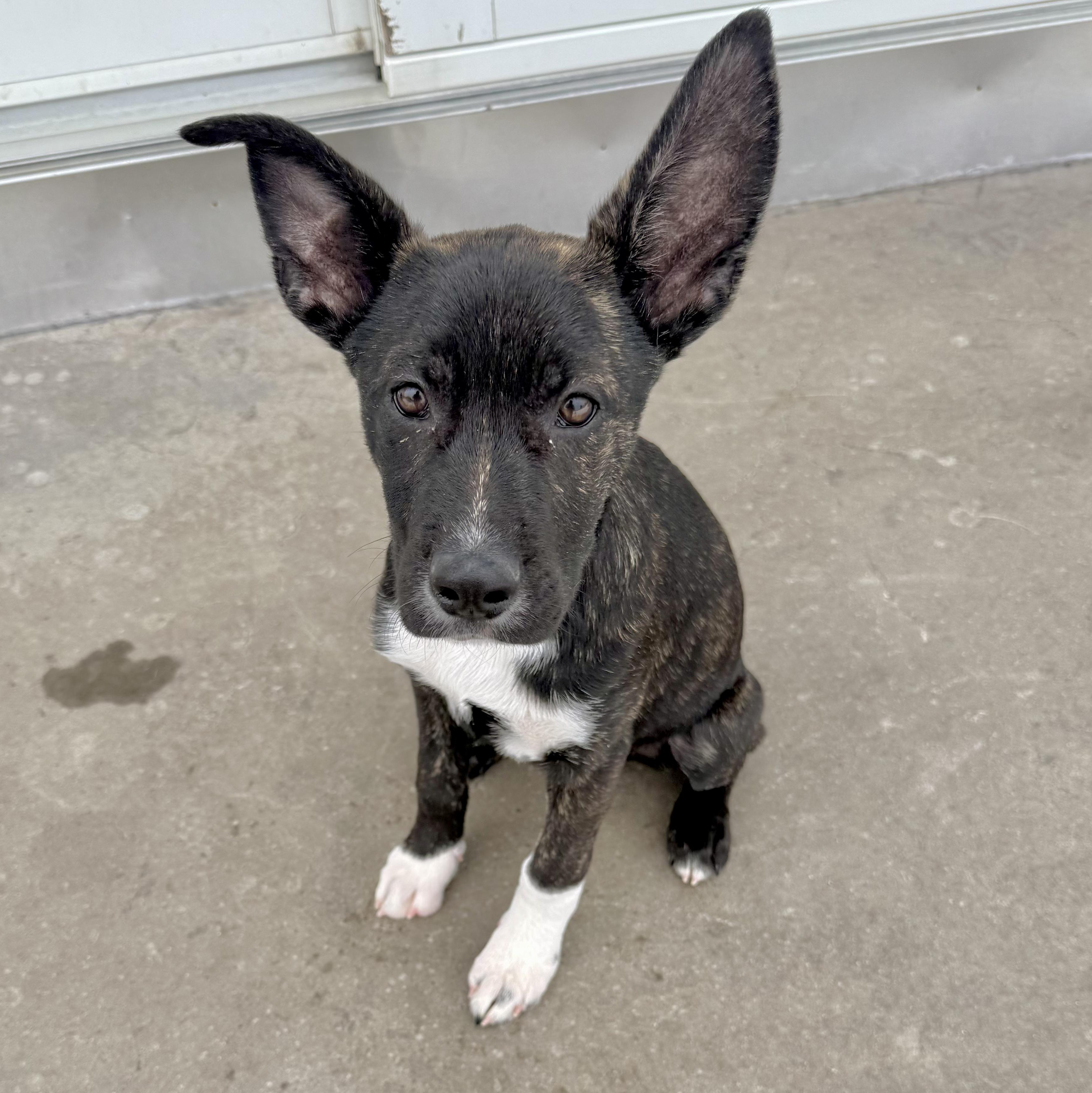 Enlarge Groot, an adopted mixed breed in Spokane, WA image 3/6