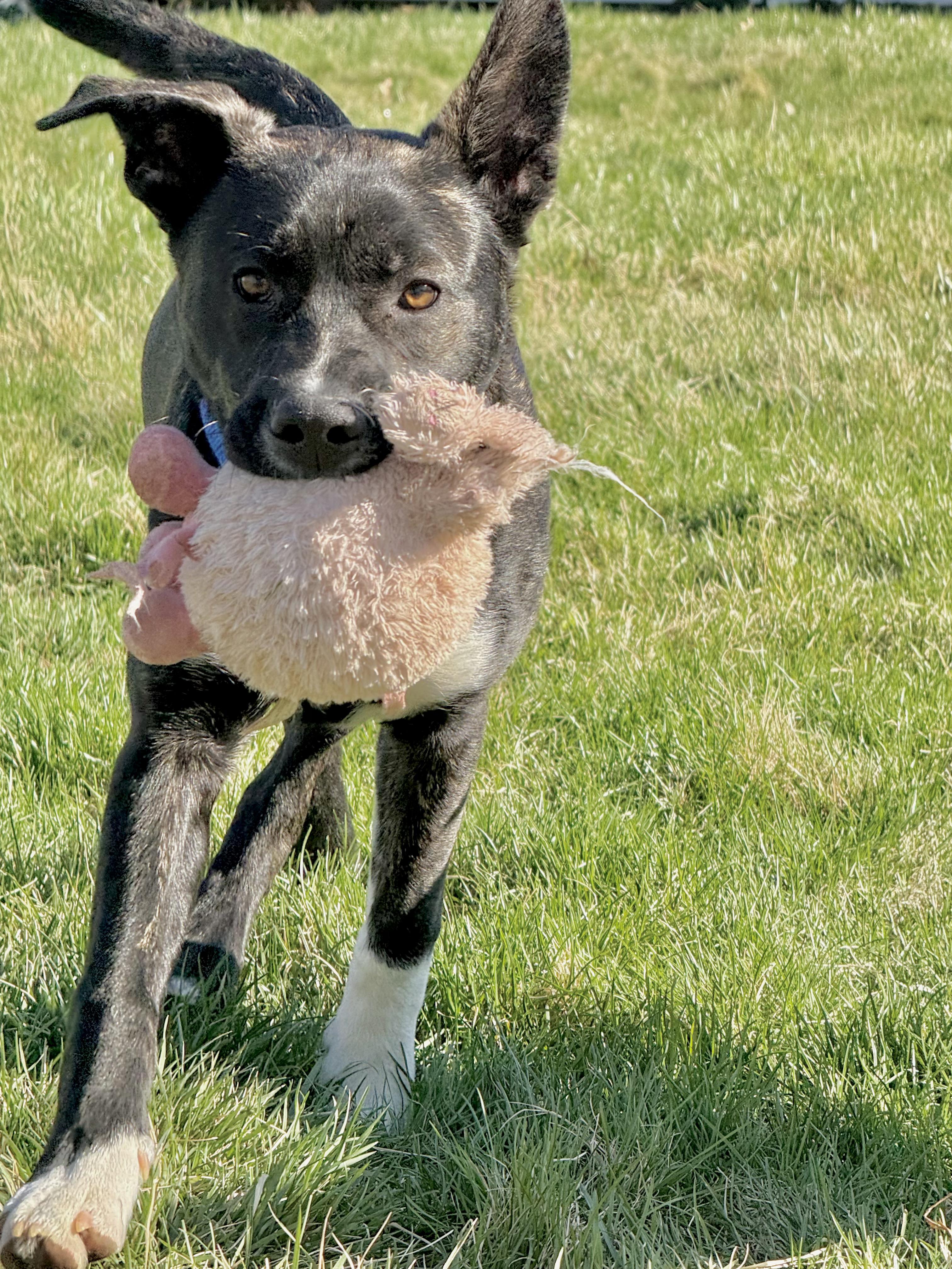 Enlarge Groot, an adopted mixed breed in Spokane, WA image 2/6