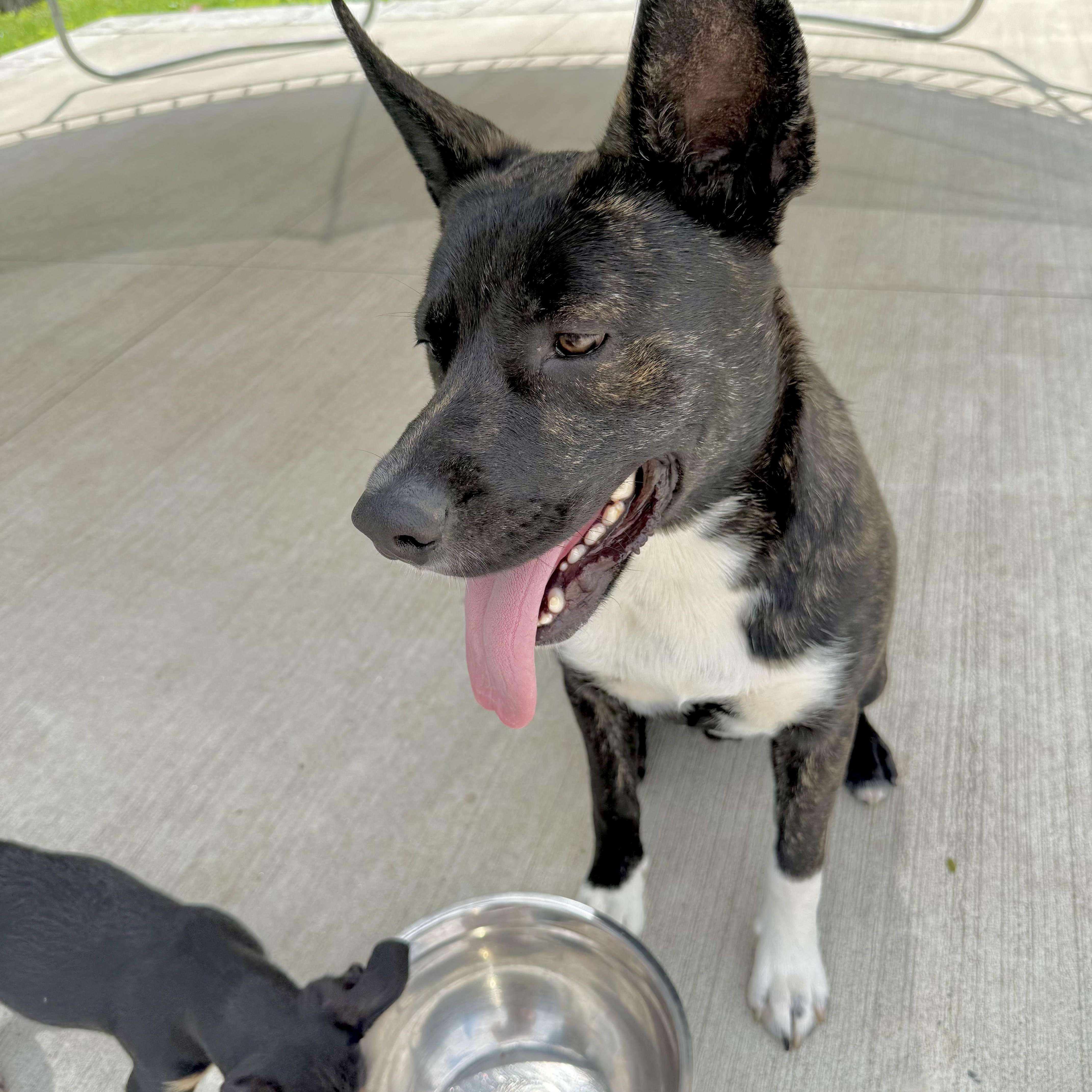 Enlarge Groot, an adopted mixed breed in Spokane, WA image 1/6