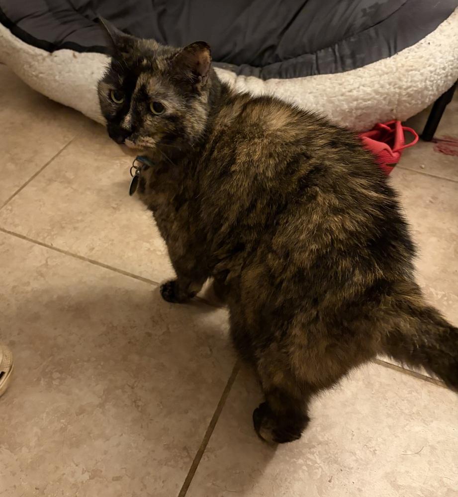 Poinsettia, Adoptable, Adult Female Domestic Short Hair.
