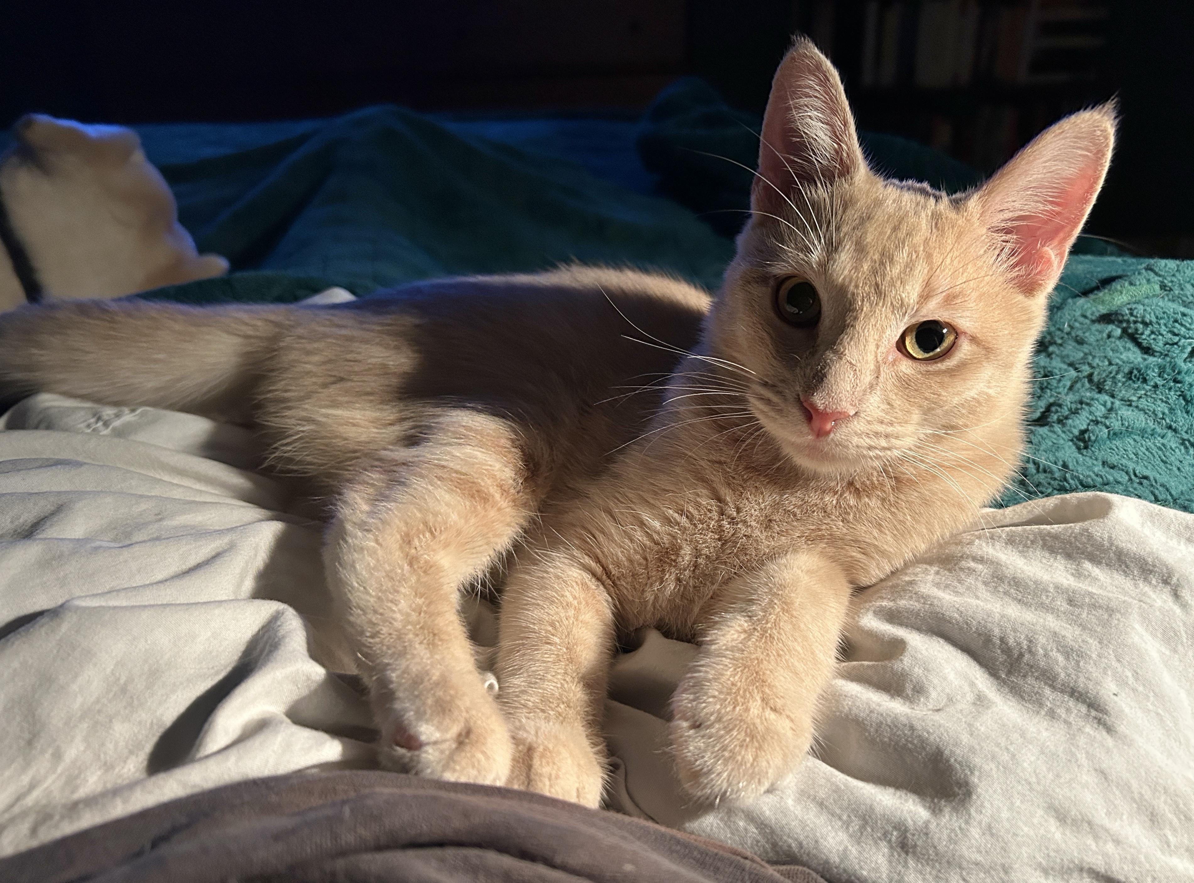 George, an adoptable Tabby in LAMPASAS, TX, 76550 | Photo Image 5