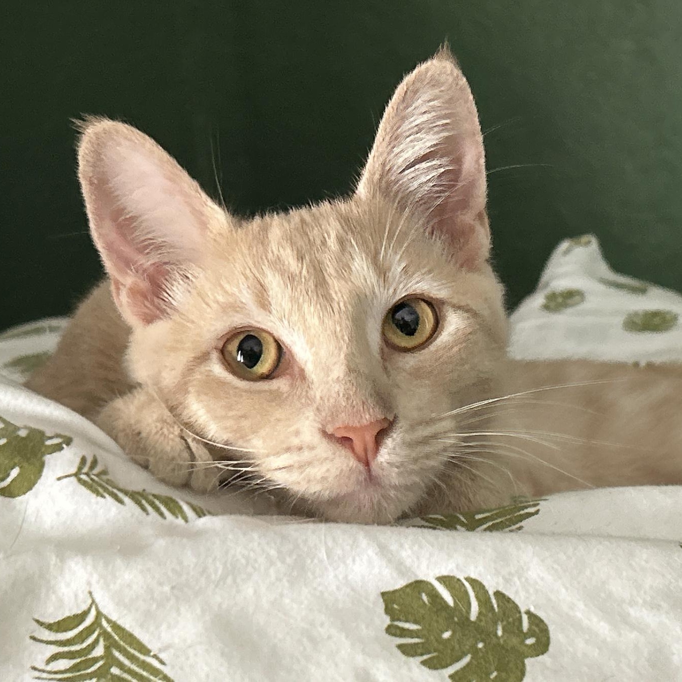 George, an adoptable Tabby in LAMPASAS, TX, 76550 | Photo Image 2