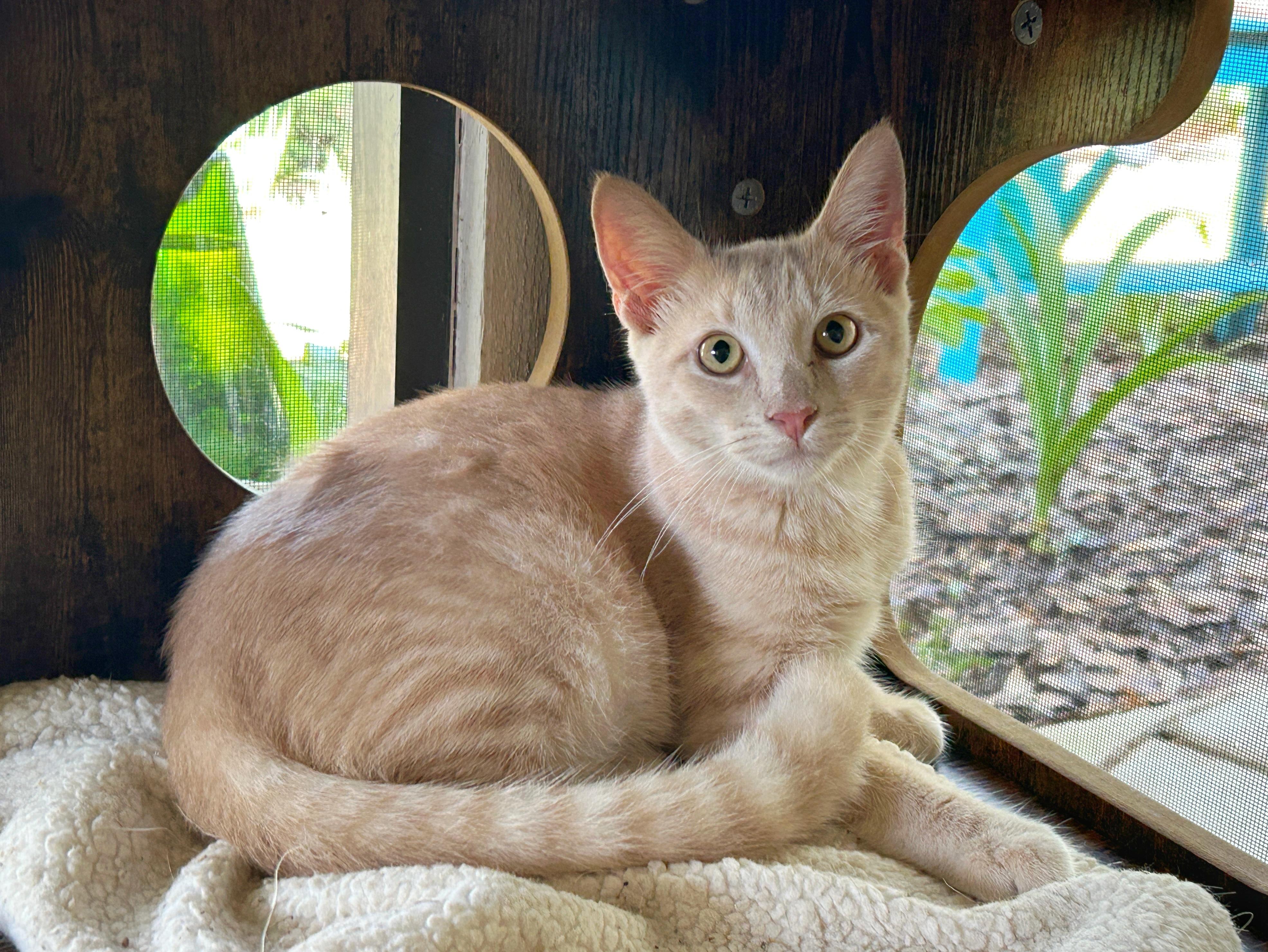 George, an adoptable Tabby in LAMPASAS, TX, 76550 | Photo Image 3