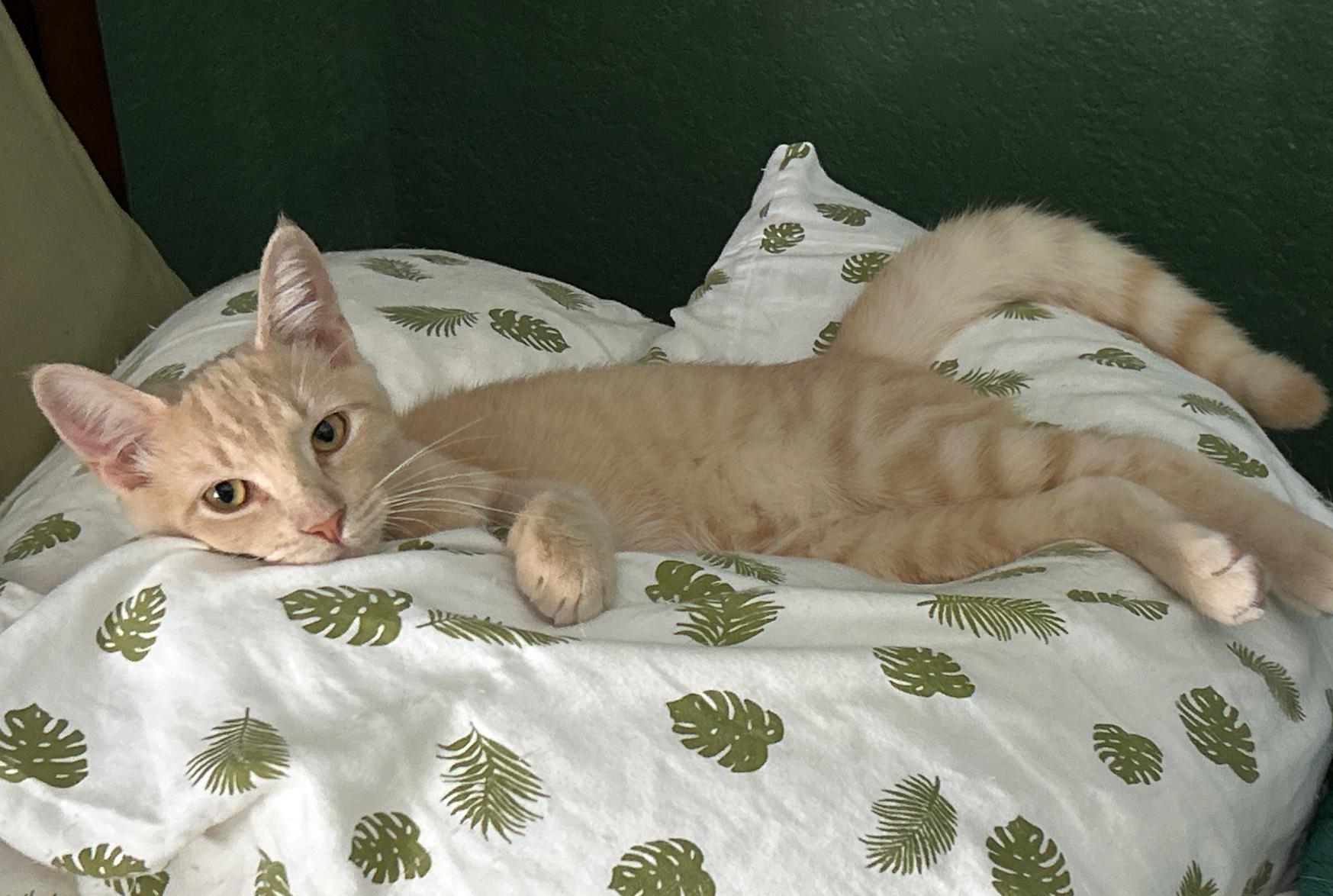 George, an adoptable Tabby in LAMPASAS, TX, 76550 | Photo Image 4