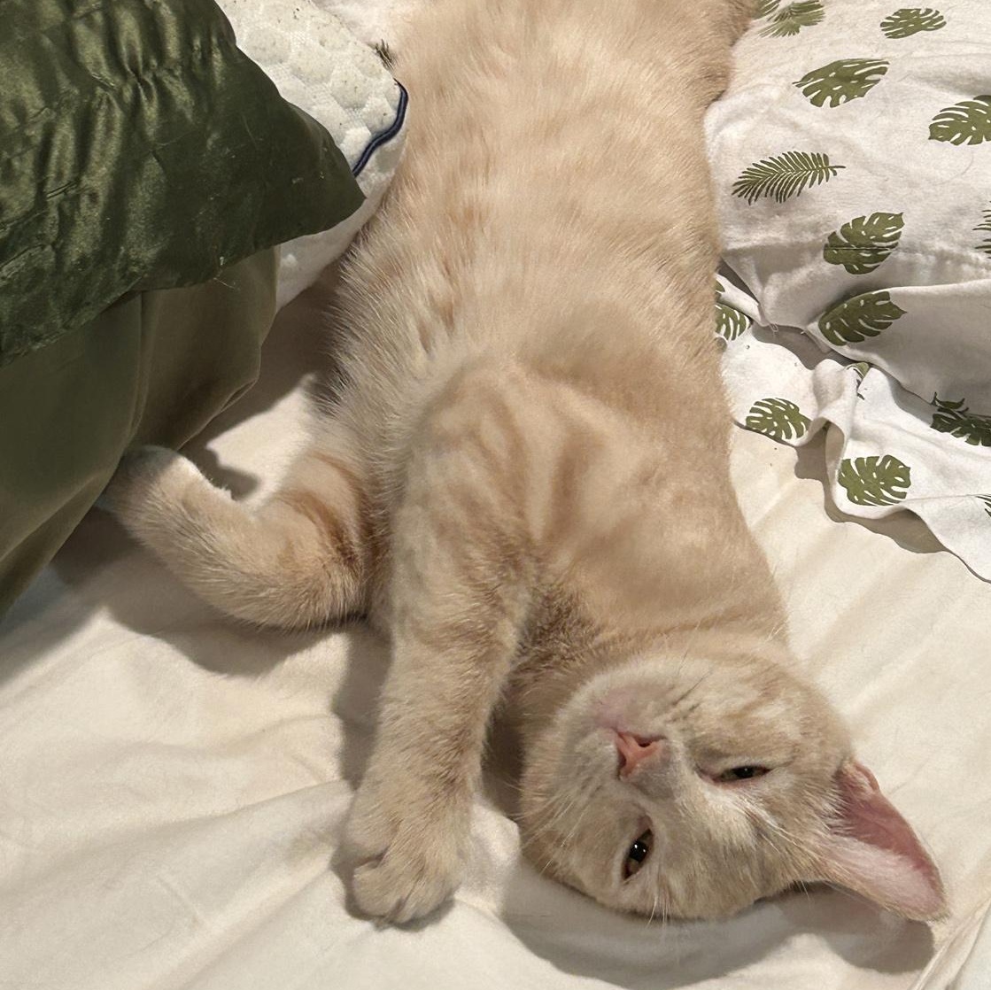 George, an adoptable Tabby in LAMPASAS, TX, 76550 | Photo Image 1