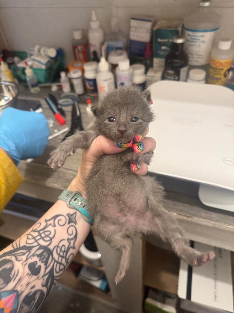 Enlarge Lola, a Adoptable mixed breed in Johnson City, TN image 1/1