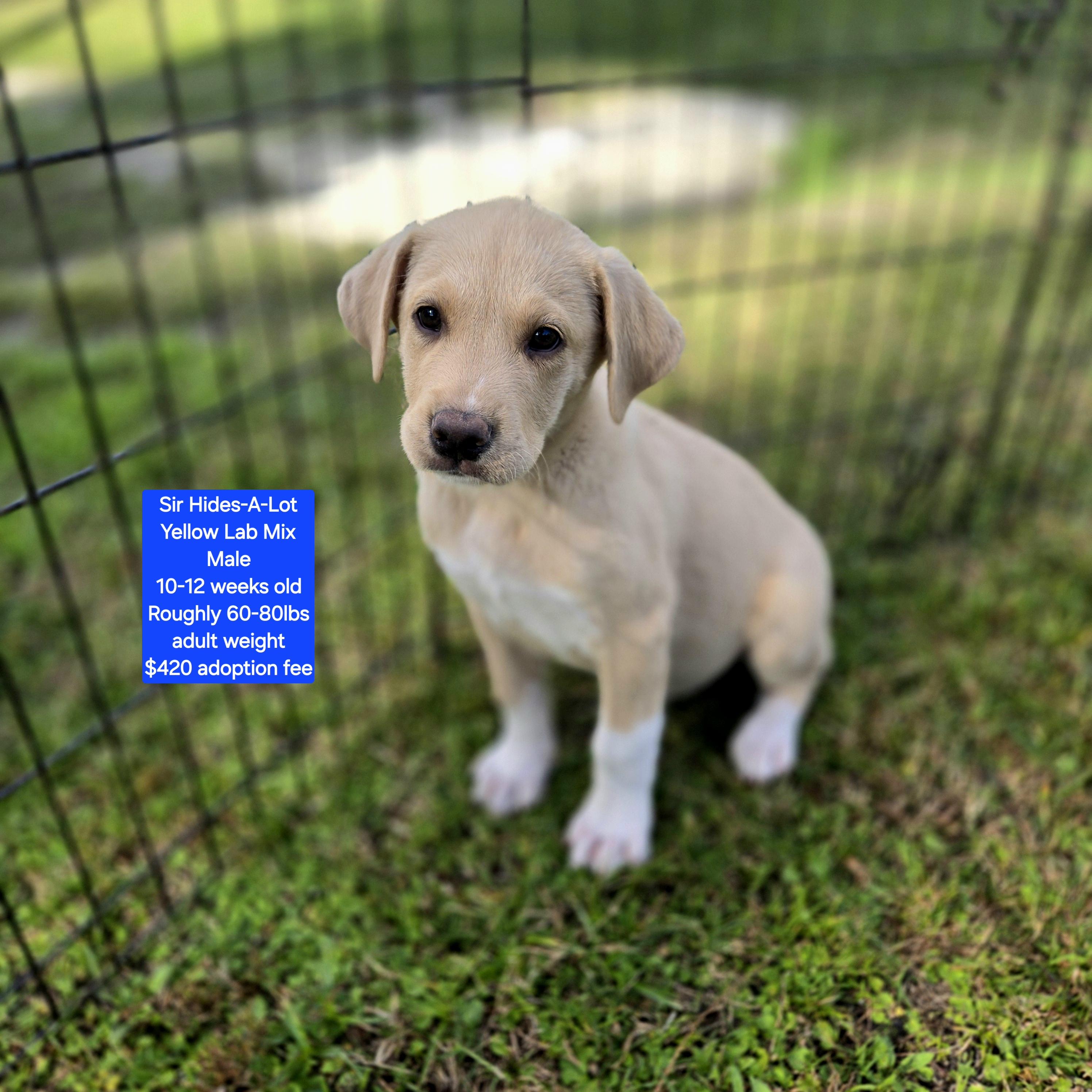 Enlarge Sir Hides-A-Lot, a ADOPTABLE mixed breed in Oviedo, FL image 1/1