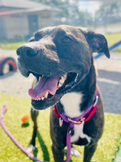 Kinzie, Adoptable, Adult Female Mixed Breed & Mixed Breed.