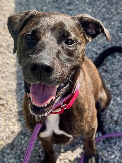 Kinzie, a Adoptable mixed breed in Traverse City, MI image 2/3