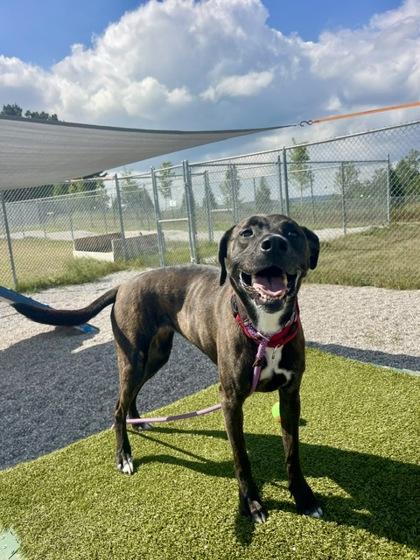 Kinzie, a Adoptable mixed breed in Traverse City, MI image 3/3