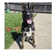 Toto, a Adoptable mixed breed in Woodstock, IL image 1/6