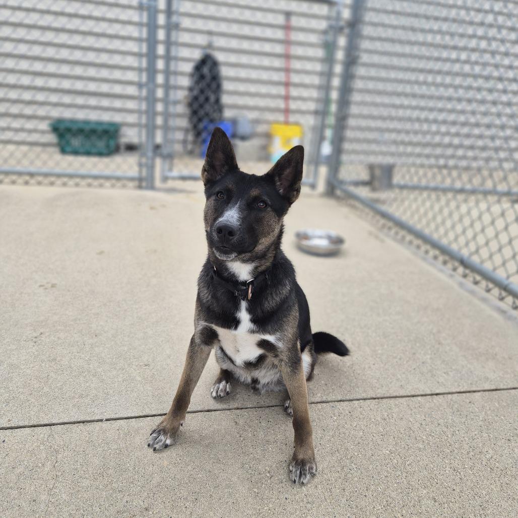 Toto, a Adoptable mixed breed in Woodstock, IL image 2/6
