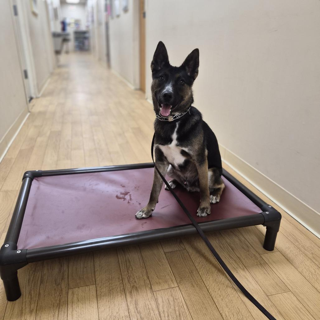 Toto, a Adoptable mixed breed in Woodstock, IL image 3/6
