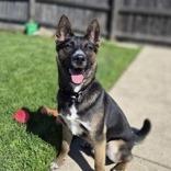 Toto, a Adoptable mixed breed in Woodstock, IL image 4/6