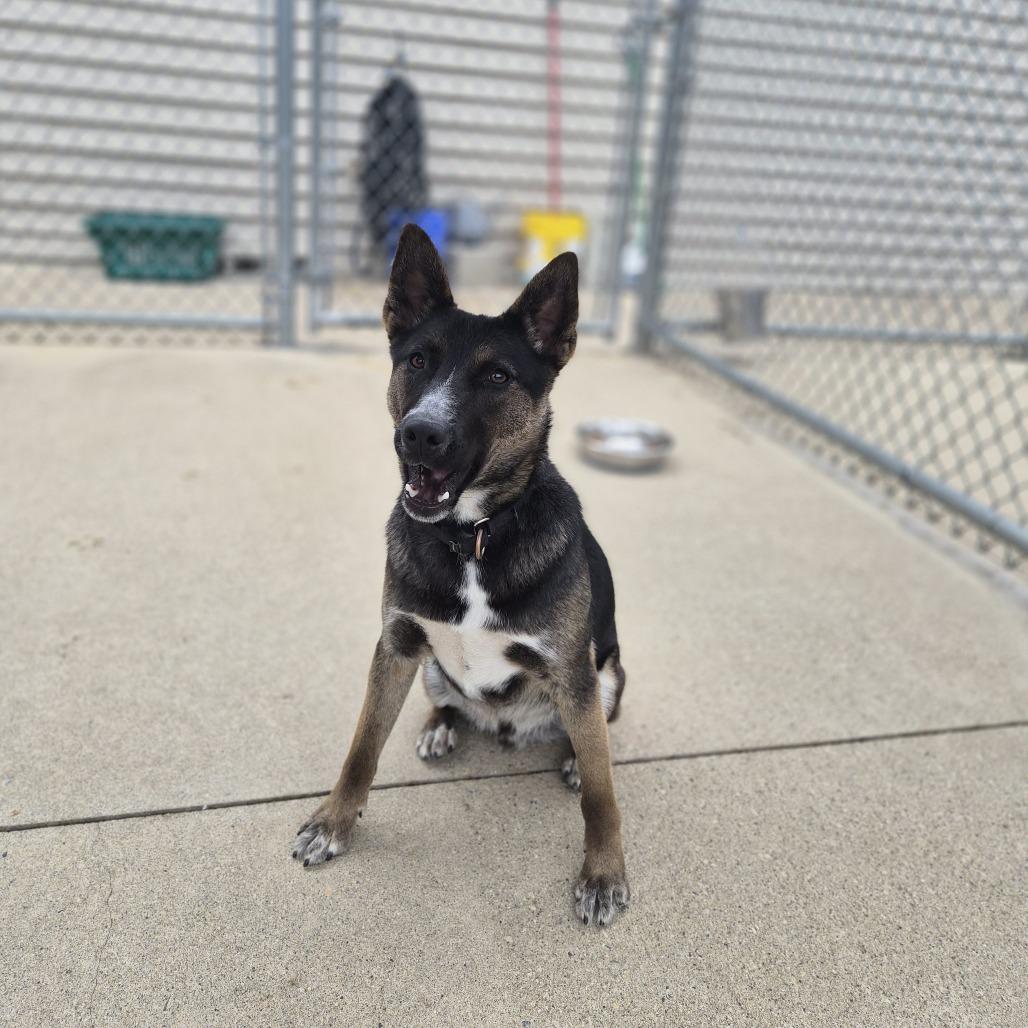 Toto, a Adoptable mixed breed in Woodstock, IL image 5/6