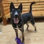 Toto, a Adoptable mixed breed in Woodstock, IL image 6/6
