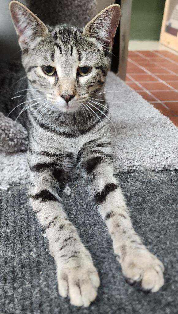 Fig, a Adoptable mixed breed in Port Jervis, NY image 1/6