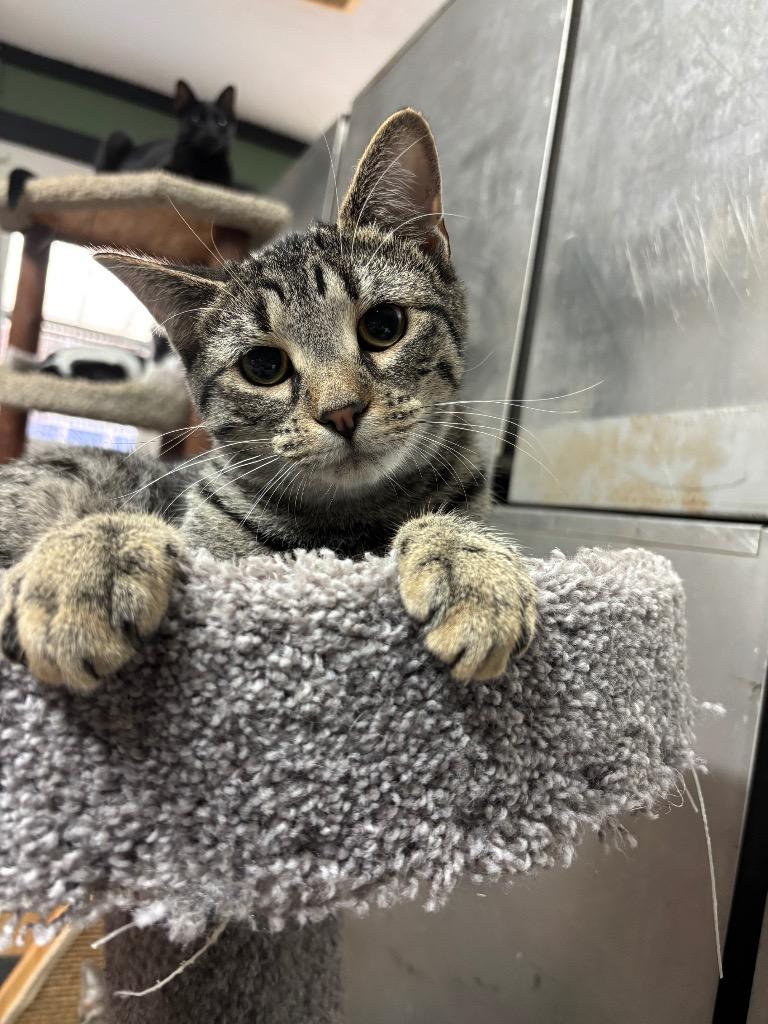 Fig, a Adoptable mixed breed in Port Jervis, NY image 2/6