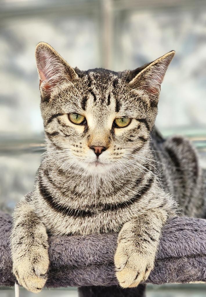 Fig, a Adoptable mixed breed in Port Jervis, NY image 4/6