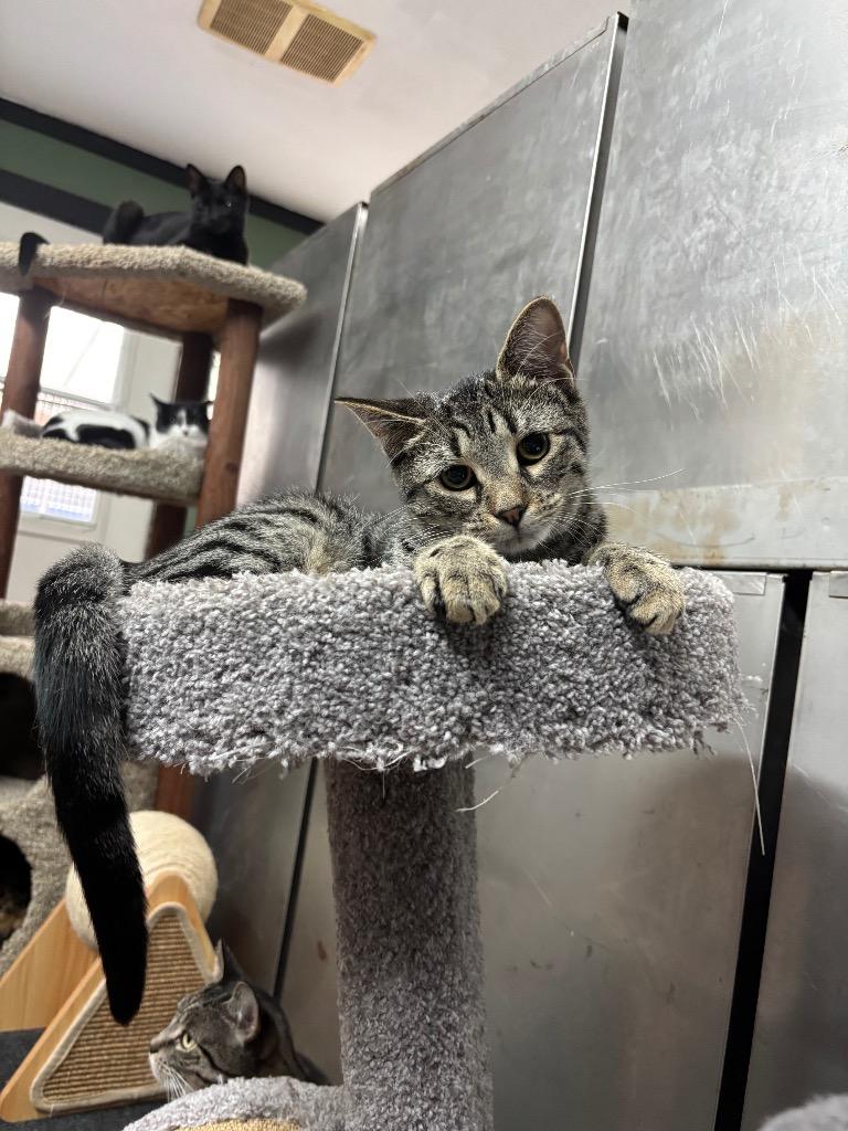 Fig, a Adoptable mixed breed in Port Jervis, NY image 5/6