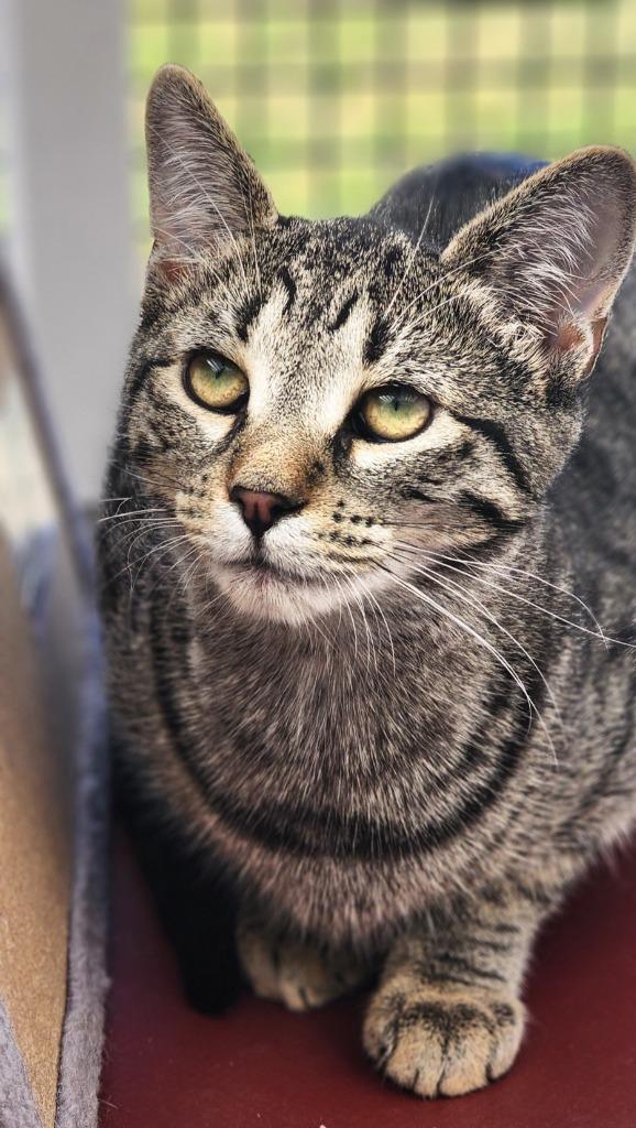 Fig, a Adoptable mixed breed in Port Jervis, NY image 6/6