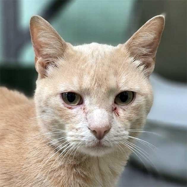 Cannoli, Adopted, Adult Male Domestic Short Hair.