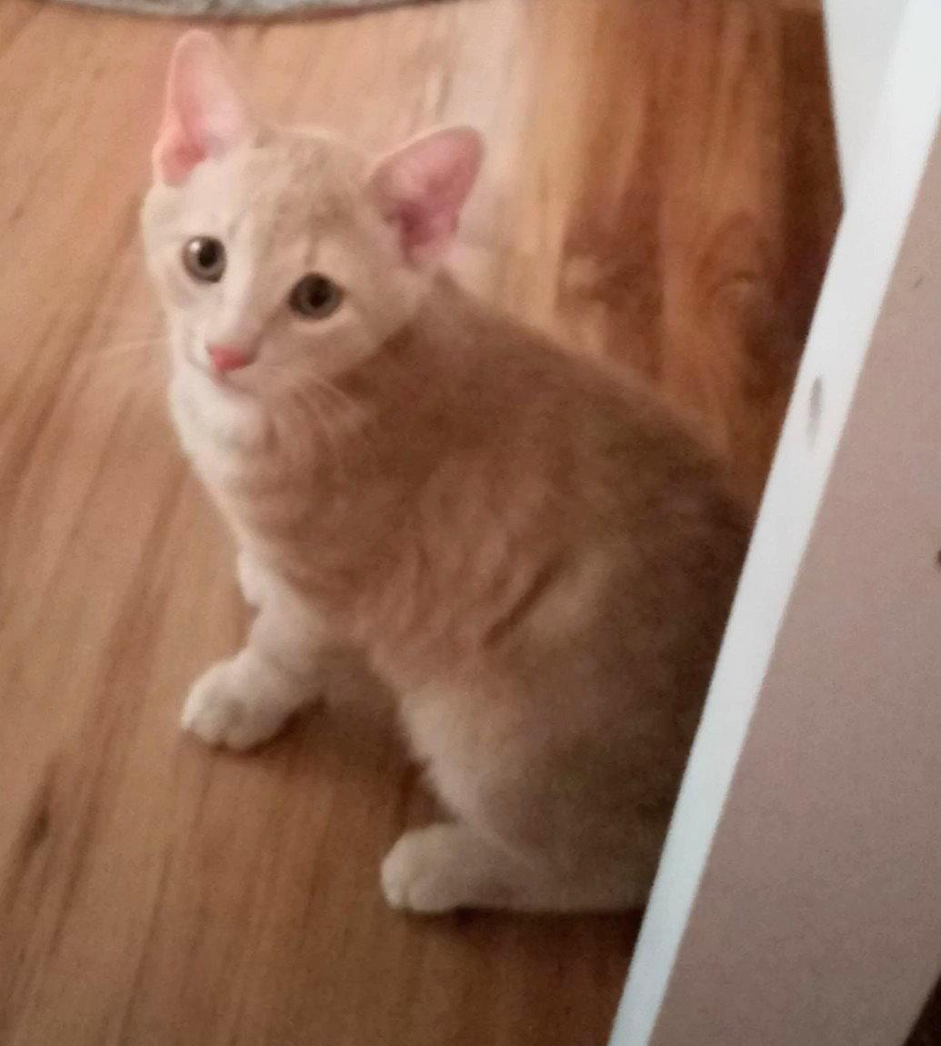 Enlarge Cannoli, a Adopted Domestic Short Hair in Oviedo, FL image 2/3