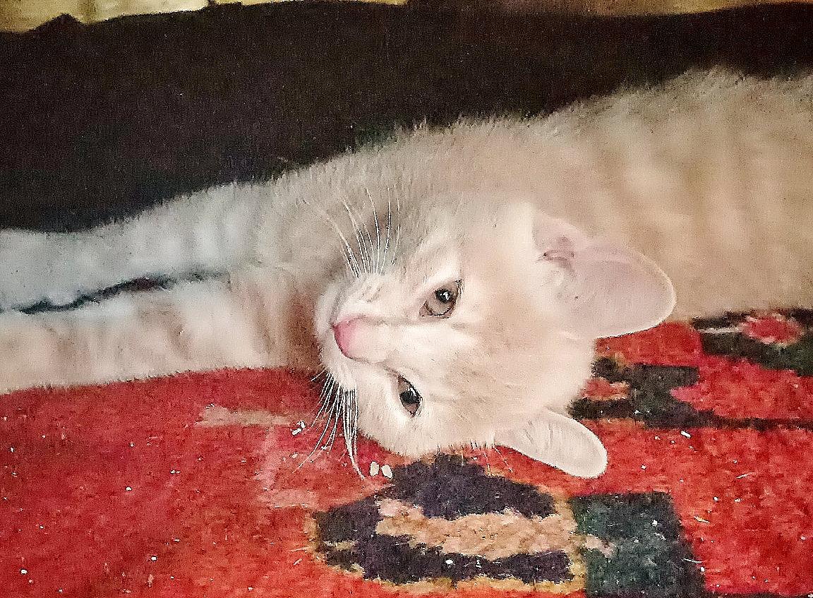 Enlarge Cannoli, a Adopted Domestic Short Hair in Oviedo, FL image 3/3