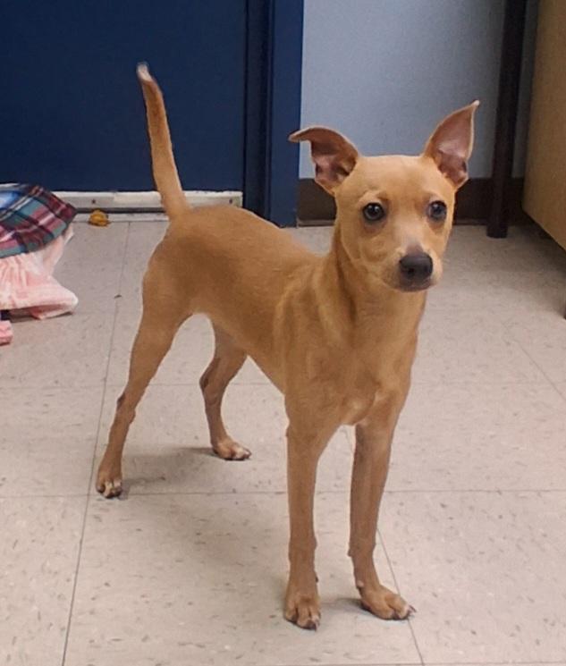 Enlarge Bud, a Adoptable Chihuahua in Onley, VA image 2/5