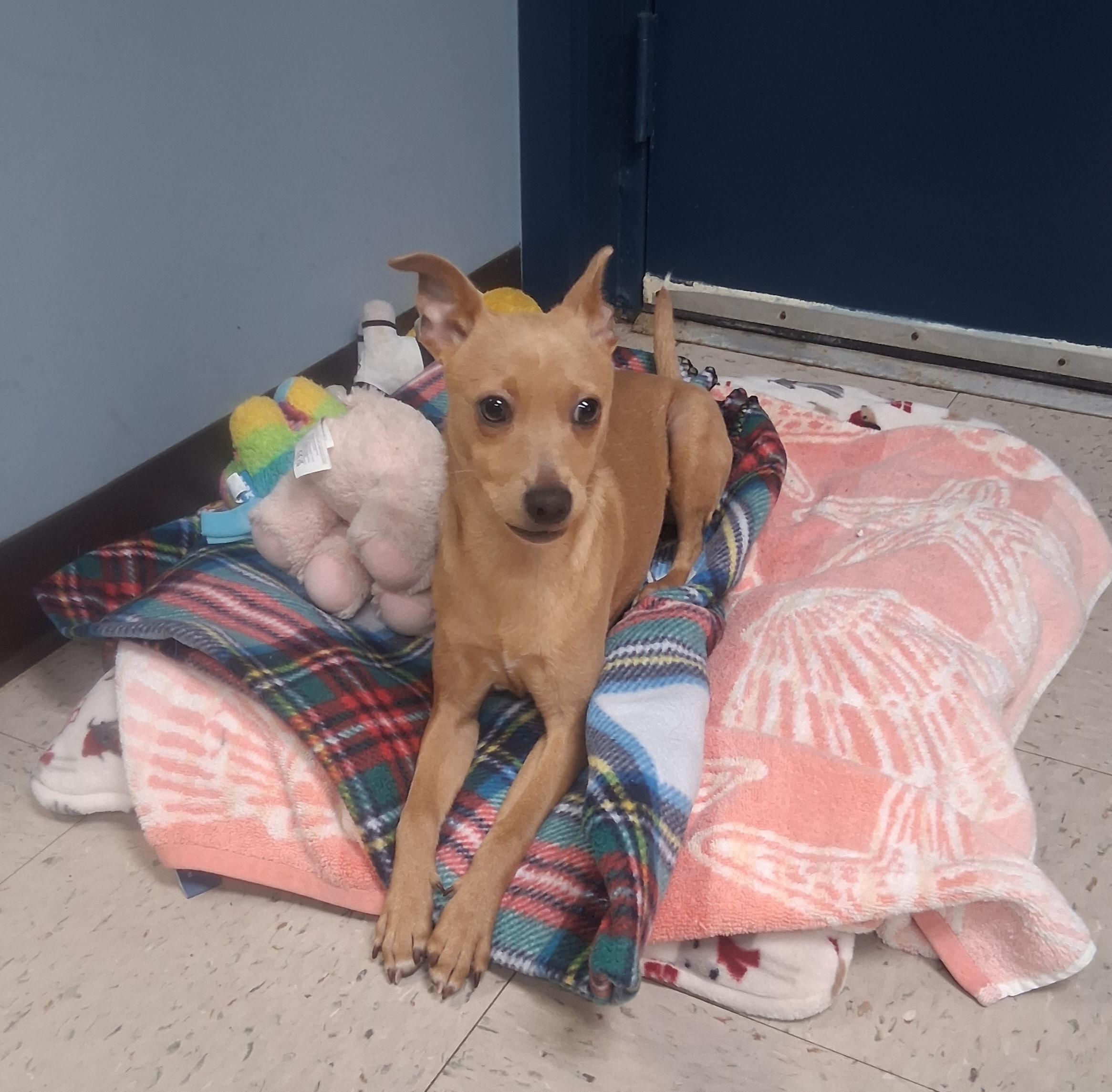 Enlarge Bud, a Adoptable Chihuahua in Onley, VA image 5/5