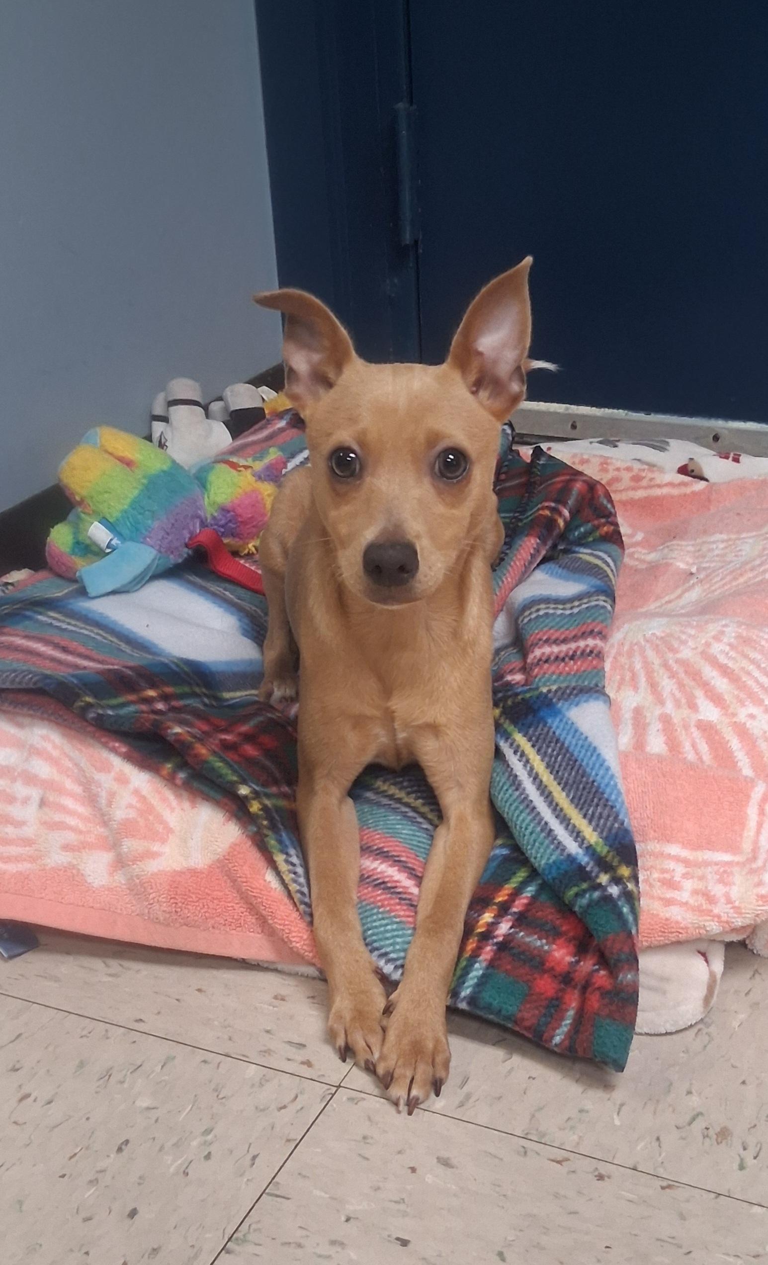 Enlarge Bud, a Adoptable Chihuahua in Onley, VA image 4/5