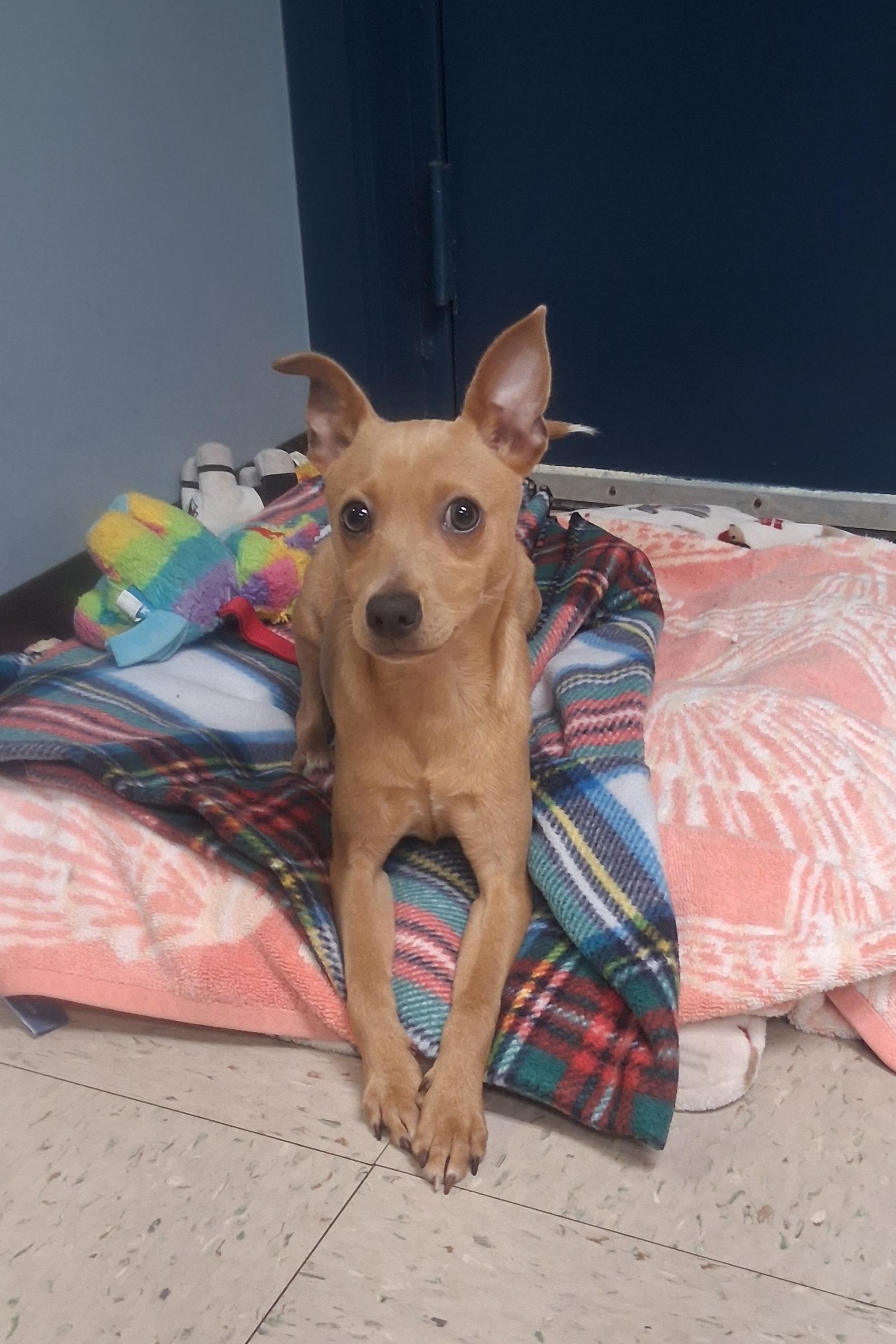 Bud, Adoptable, Puppy Male Chihuahua.