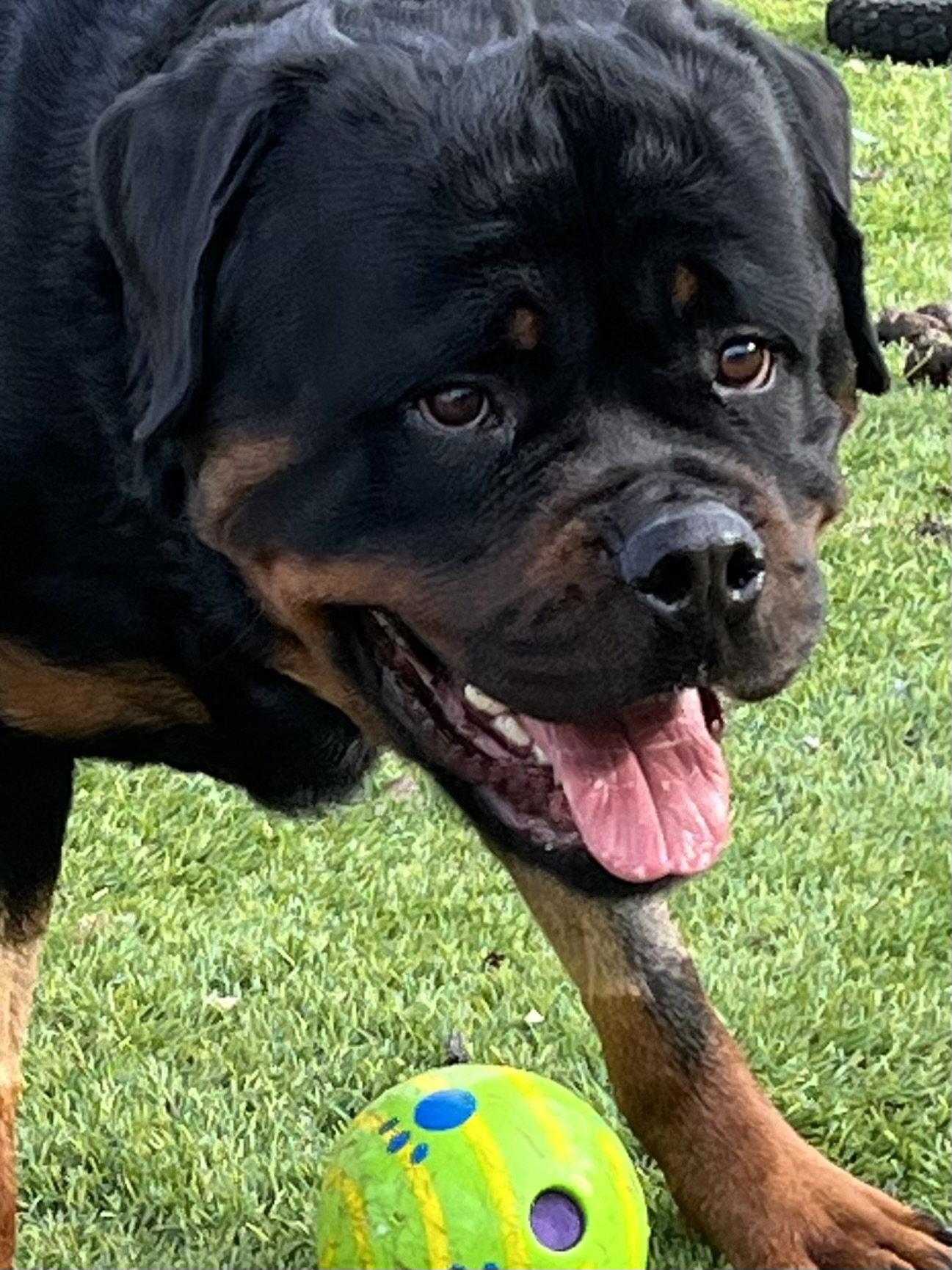 Enlarge Remi, a Adoptable Rottweiler in Mooresville, NC image 1/3