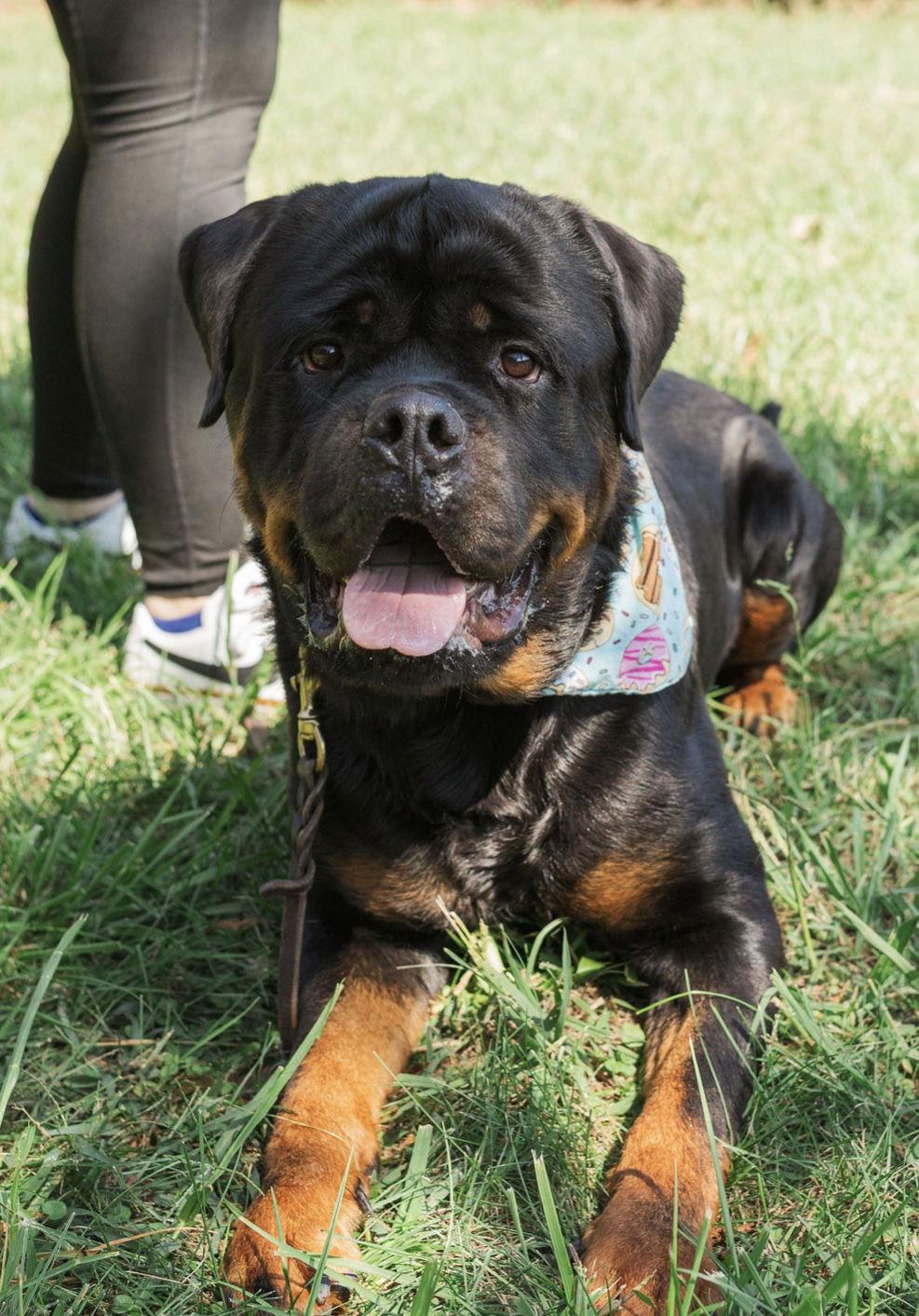 Remi, a Adoptable Rottweiler in Mooresville, NC image 1/3