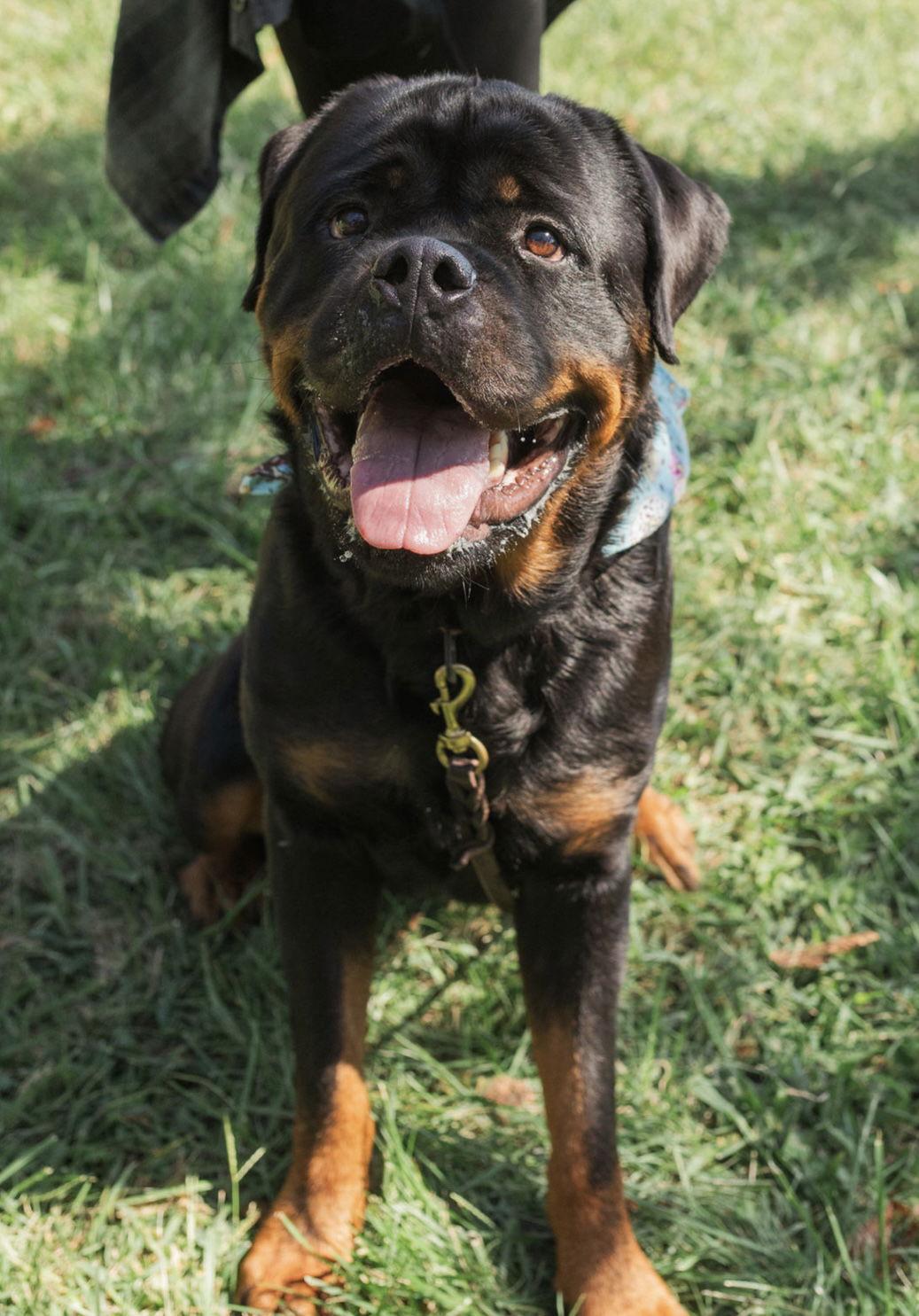 Remi, a Adoptable Rottweiler in Mooresville, NC image 1/3