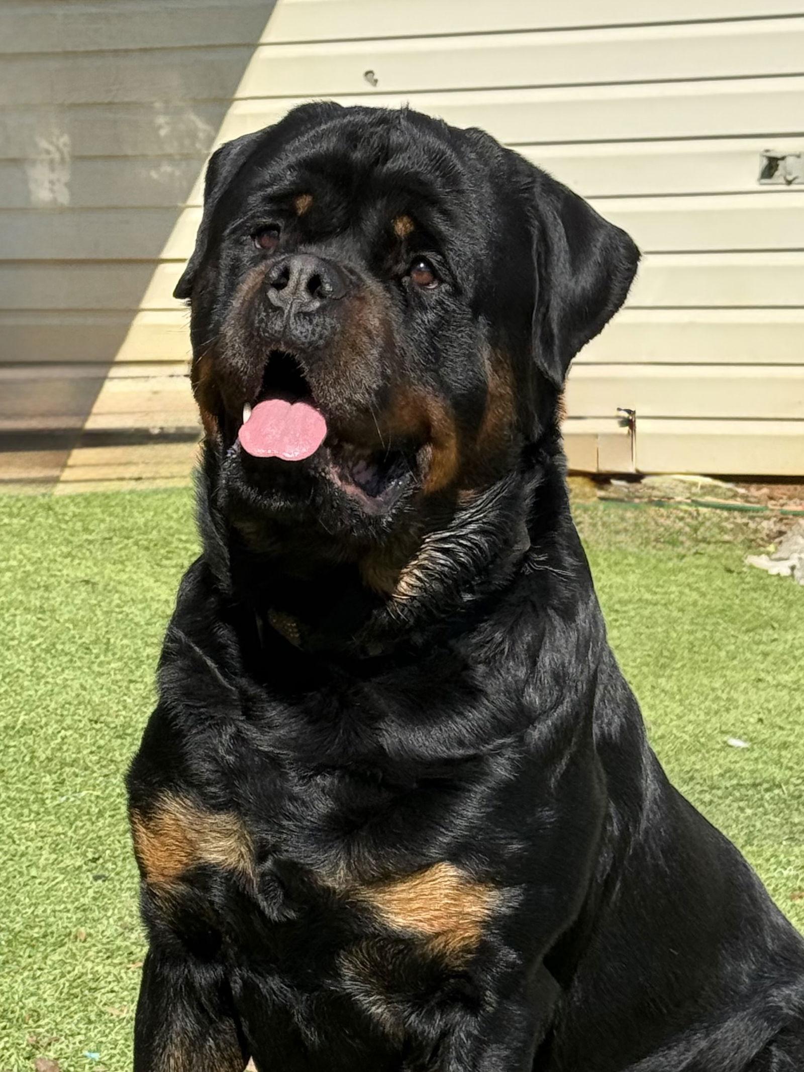 Enlarge Remi, a Adoptable Rottweiler in Mooresville, NC image 2/3