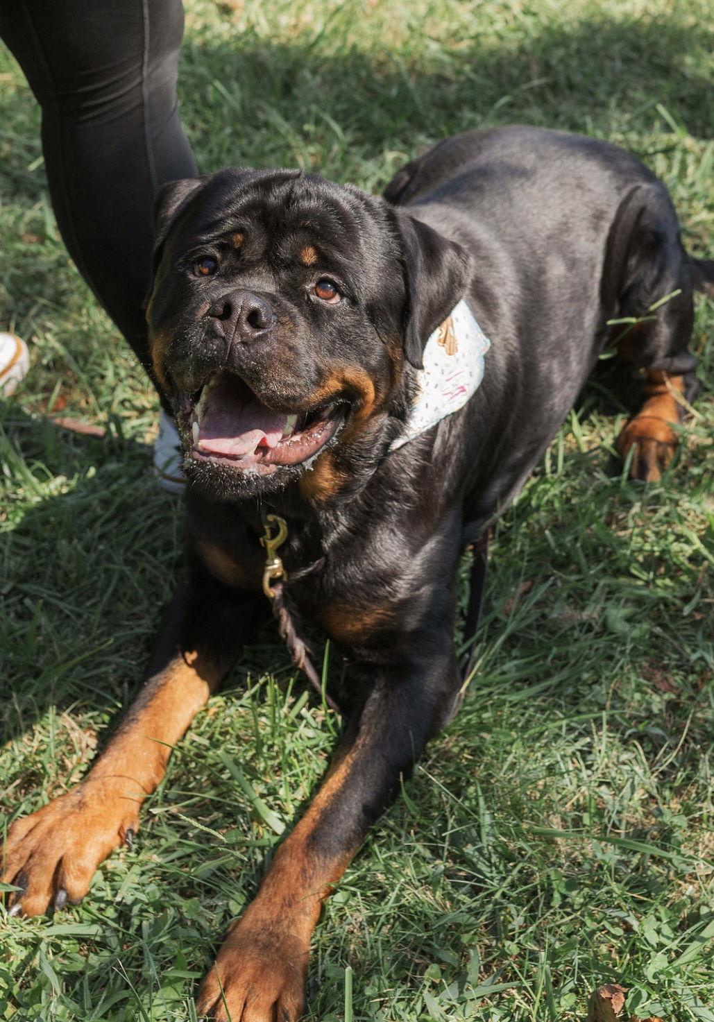 Remi, a Adoptable Rottweiler in Mooresville, NC image 2/3